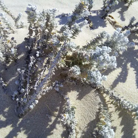 Pipo People House * אובידוס